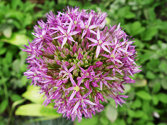 Allium christophii 