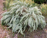 Artemisia filifolia Sand Sage