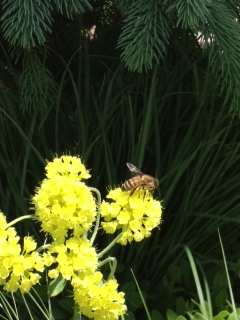 Bee on eriogonum