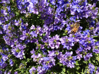 Bee on Creeping Veronica