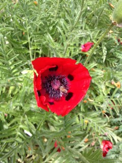 Bee on a poppy