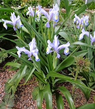Iris graeberiana x magnifica DSC05482