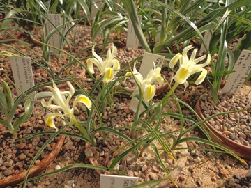Iris linifolia DSC05546