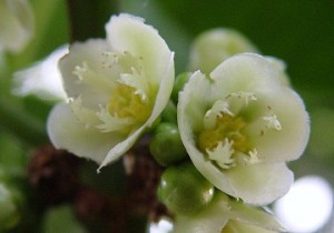 Garcinia spicata flowers