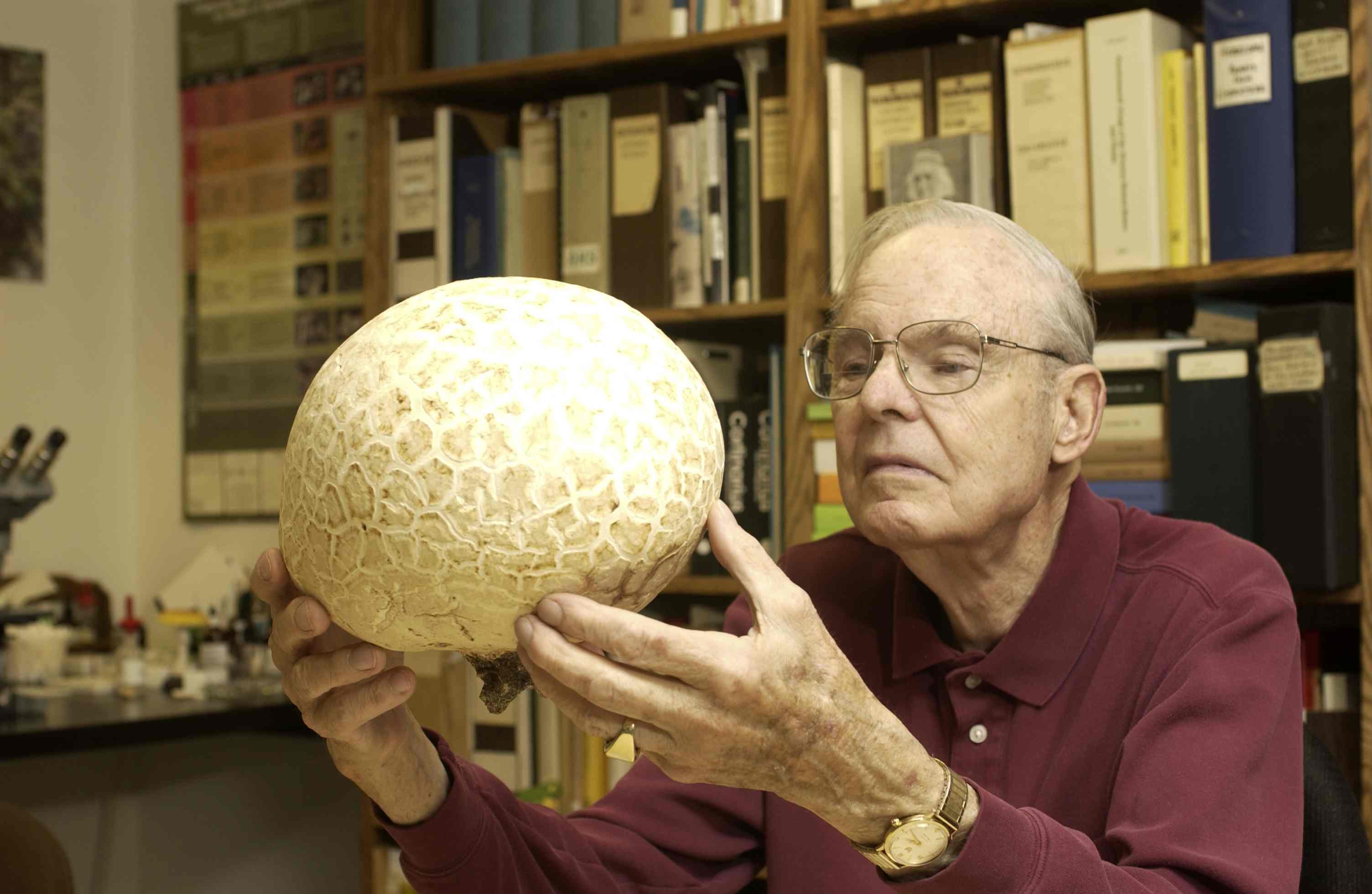 A puffball species being held by Bob Brace, a former herbarium volunteer