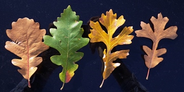 Burr Oak Leaves