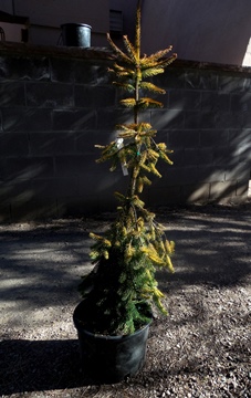 Picea abies 'Gold Drift'