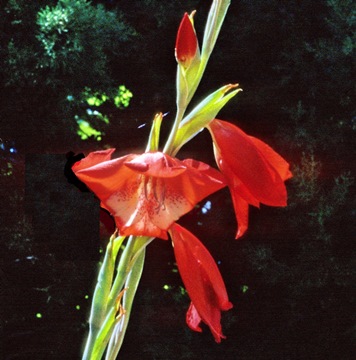 Gladiolus saundersii