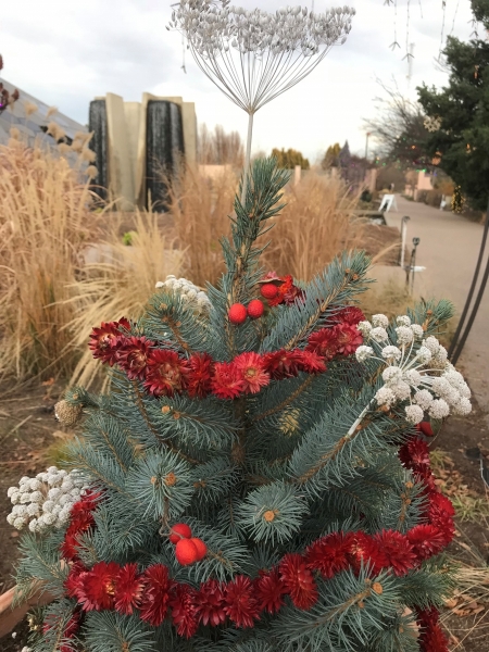 A tiny Colorado spruce fit for woodland creatures