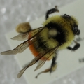 Bee collected on Sclerocactus glaucus