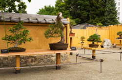 Bonsai Pavilion