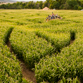 Corn Maze