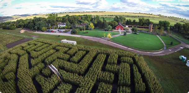 Corn Maze Open At Chatfield Gardens