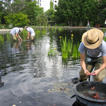 Interns working in the Water Gardens