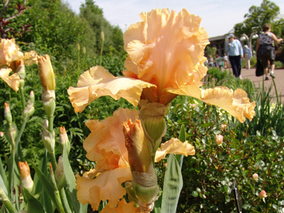 Iris cultivars