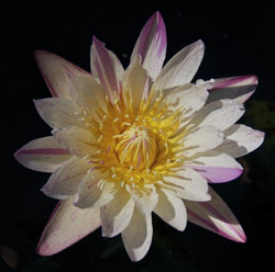 Milky Way, Best New Waterlily Overall 