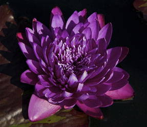 Morada Bay - Second Place Tropical Waterlily