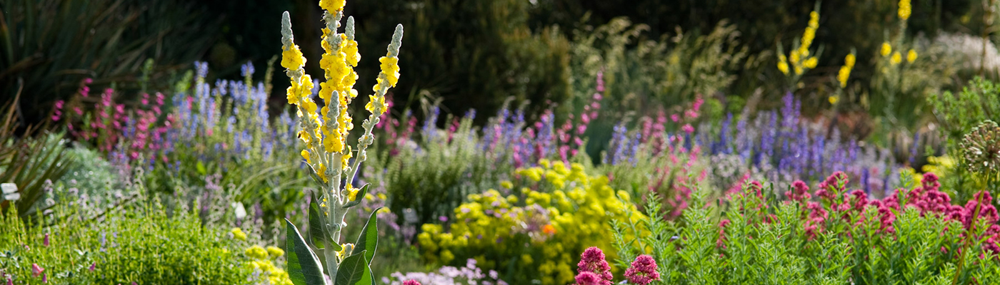 Penstemon angustifolius colorado native plant at Denver Botanic Gardens