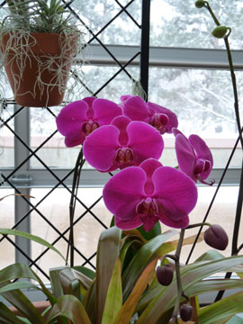 Orchids at Denver Botanic Gardens