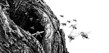 Randy Raak - Bee line, Scratchboard