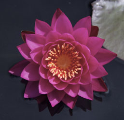 Siam Beauty - Second Place Hardy Waterlily