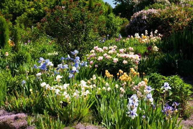 Ann Montague Iris and Daylily Garden