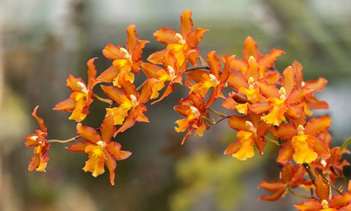 Oncidium hybrid orchid thumbnail