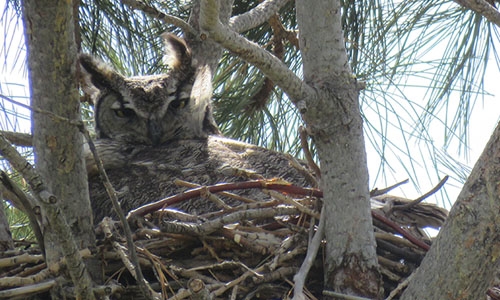 owl in nest thumbnail