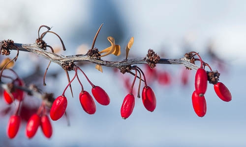 snow berries thumbnail