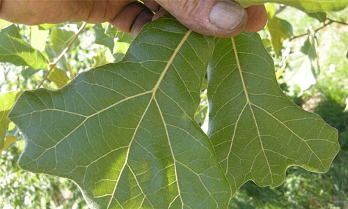 oak leaf thumbnail