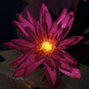 Unnamed waterlily