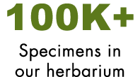 100K+ Specimens in our herbarium