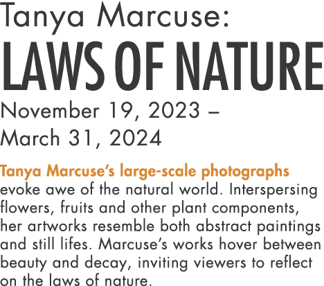 Tanya Marcuse: Laws of Nature November 19, 2023 – March 31, 2024 Tanya Marcuse’s large scale photographs evoke awe of...