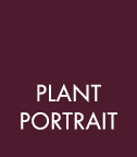 Plant Portrait 