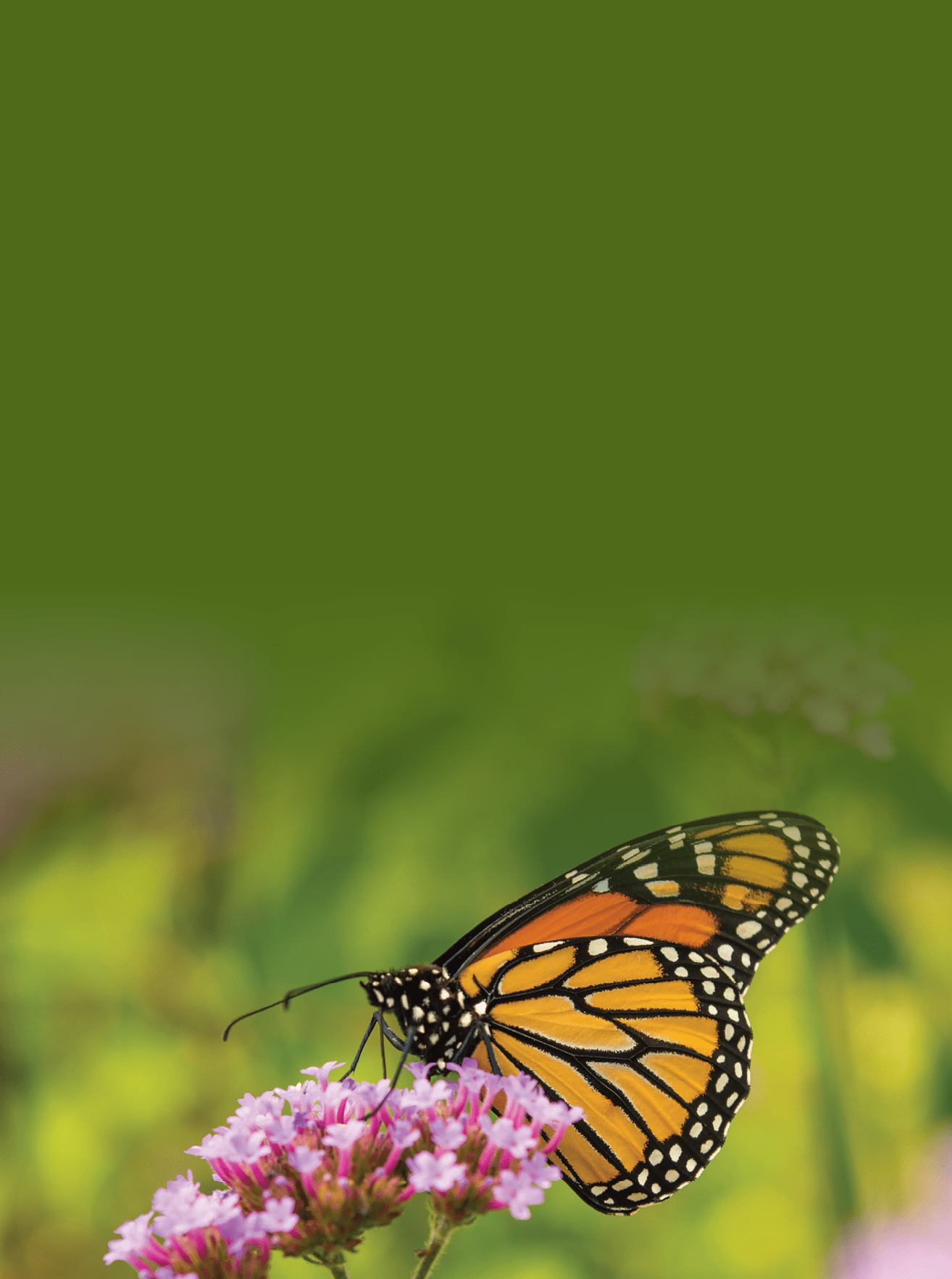 monarch butterfly