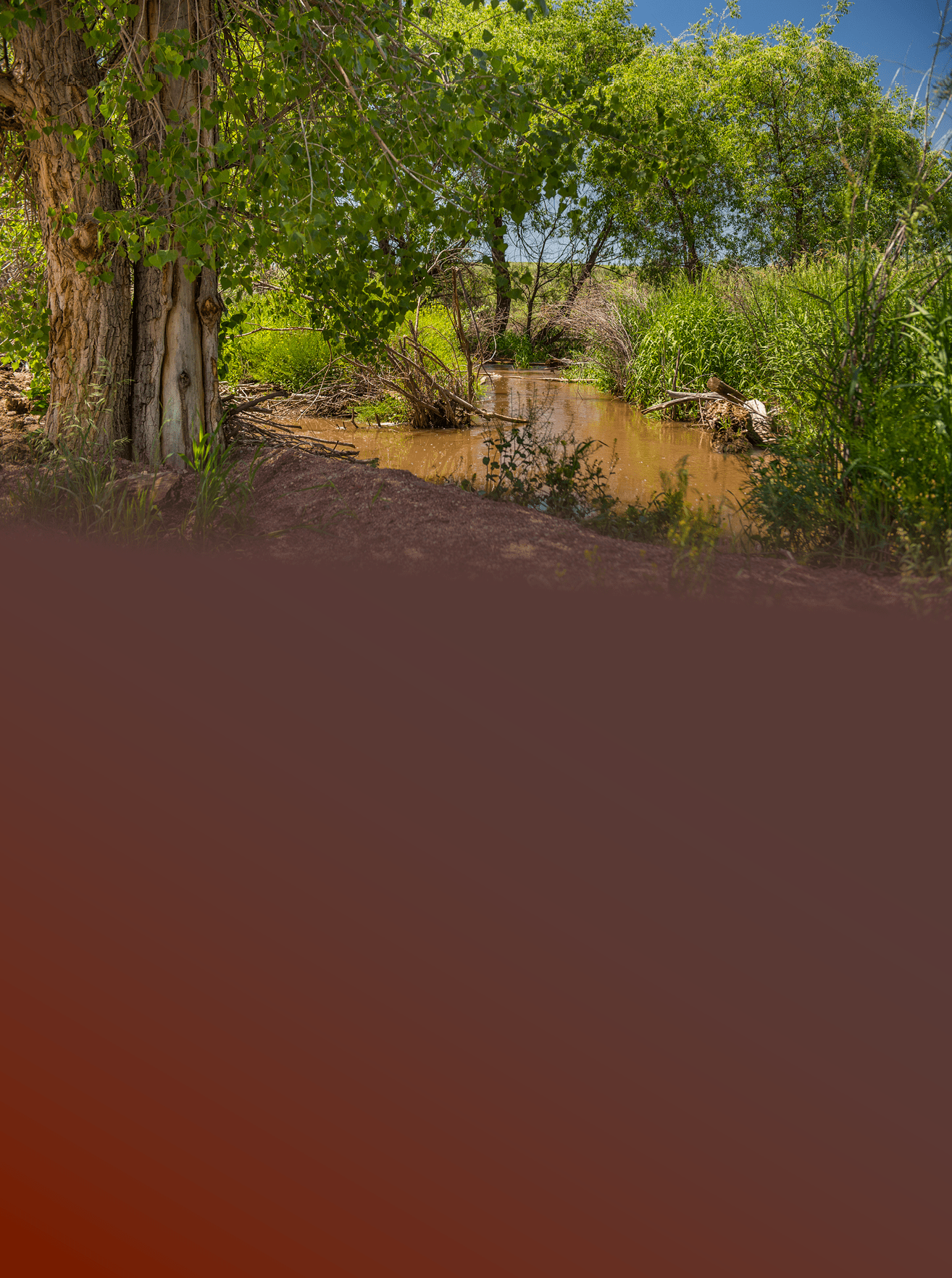 chatfield deer creek wetlands restoration