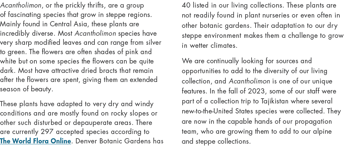 Acantholimon, or the prickly thrifts, are a group of fascinating species that grow in steppe regions. Mainly found in...