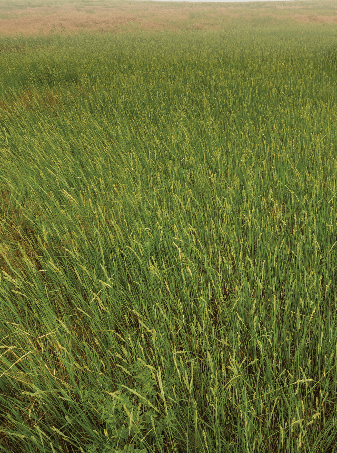 lowry research research at lowry