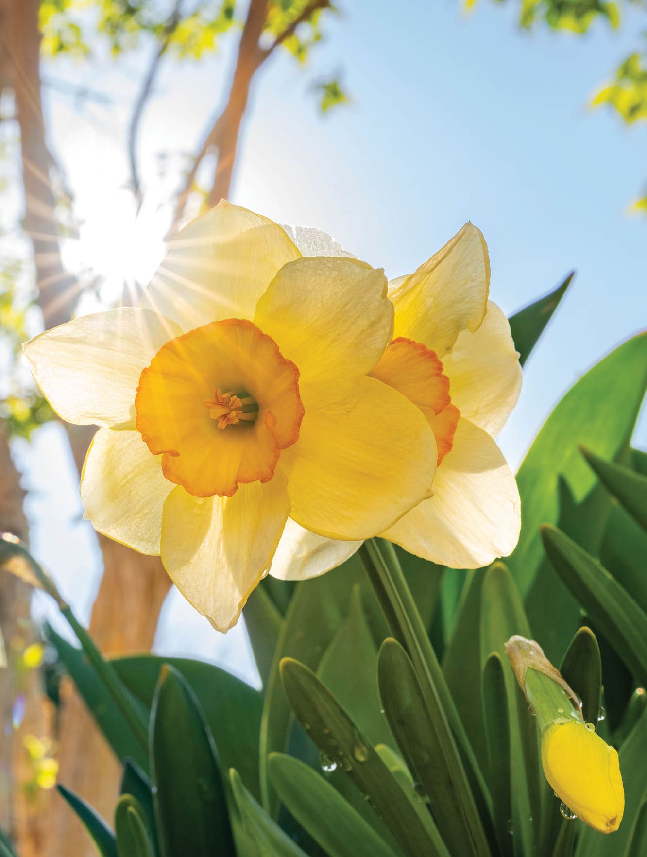 A yellow flower is in the sunlight, surrounded by green leaves. AI generated content