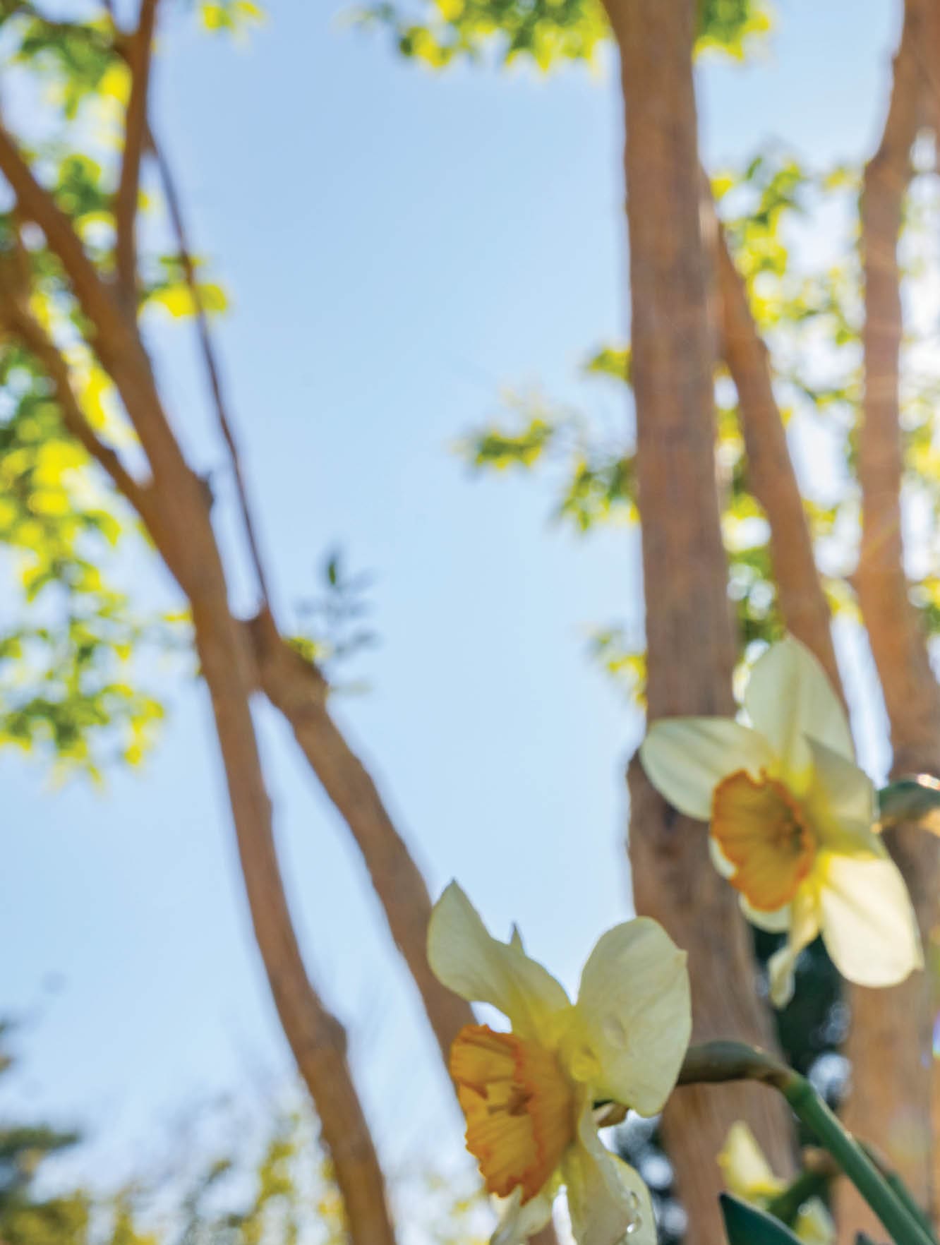 A yellow flower with a green stem is blooming in the sunlight. AI generated content