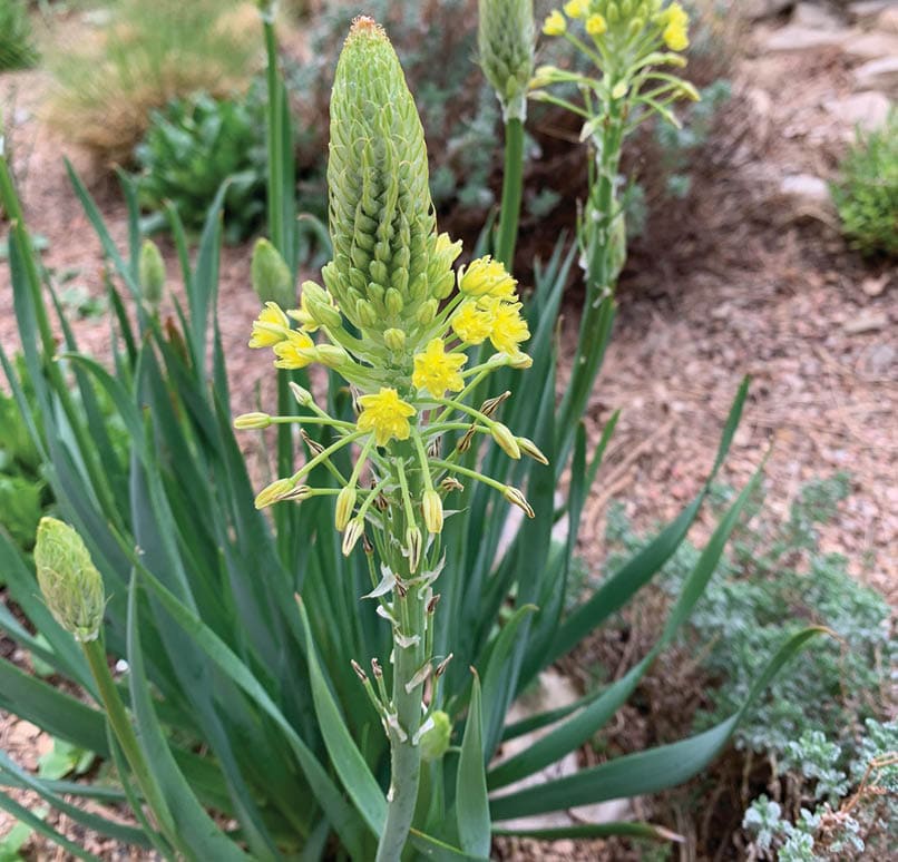 A plant with yellow flowers is growing in a garden. AI generated content