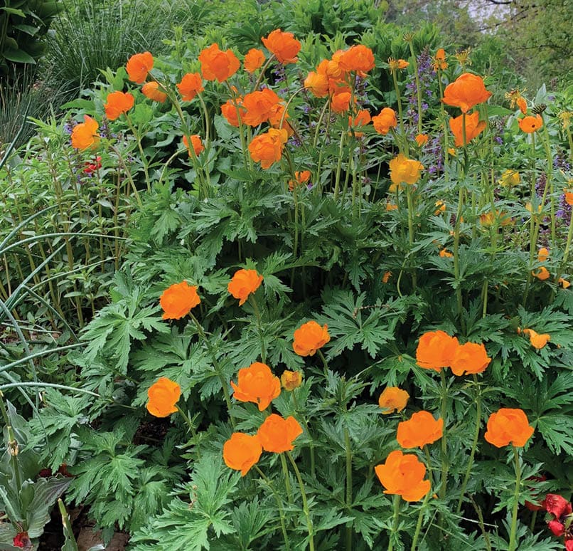 A garden with a variety of flowers, including orange and yellow ones, and green plants. AI generated content