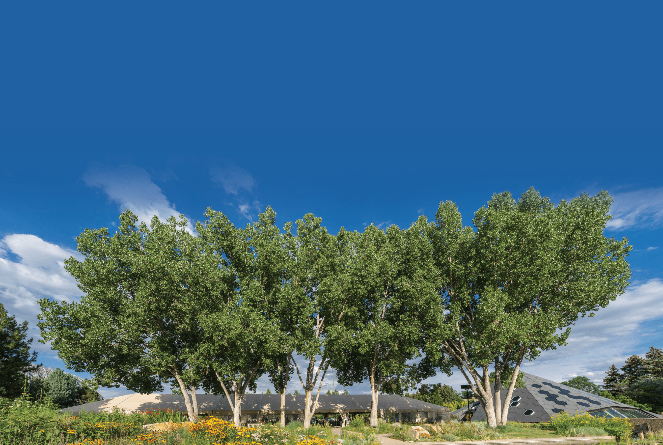 A row of trees in a park with a sidewalk in front of them. AI generated content