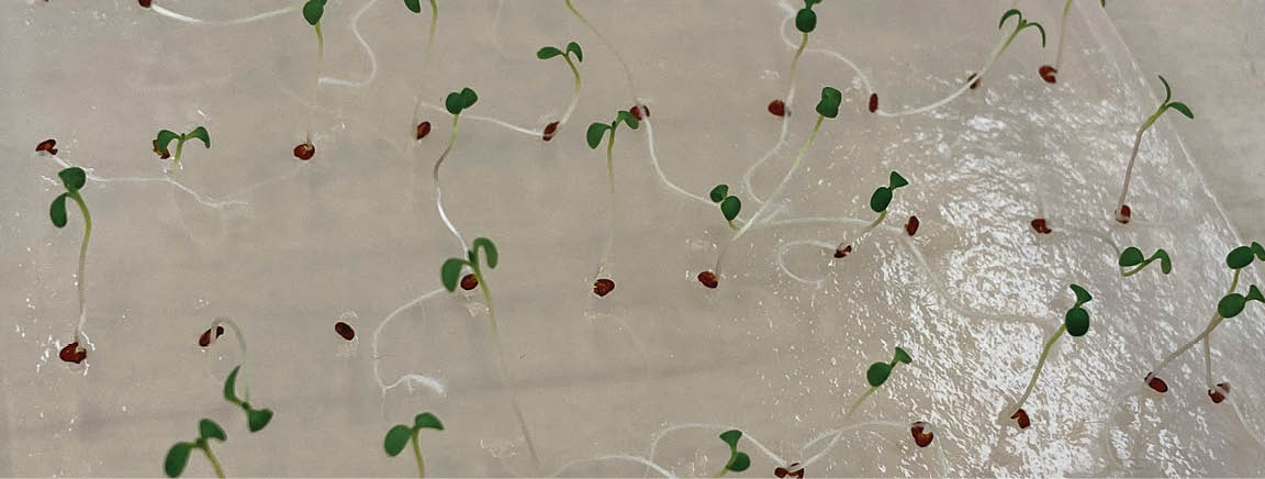 A small tray with a plant growing in it. AI generated content