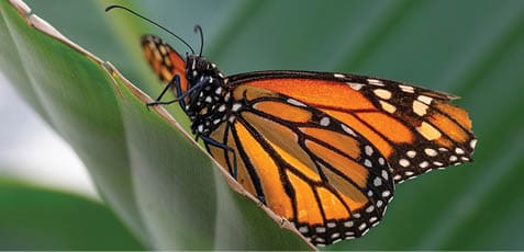 A butterfly is perched on a leaf, with its wings open. AI generated content