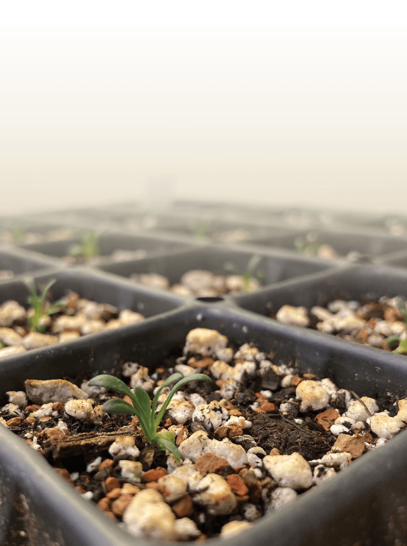 A tray of plants in a nursery, with some plants in the process of sprouting. AI generated content