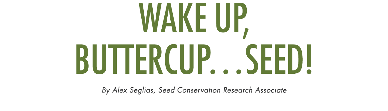 Wake up, buttercup…seed! By Alex Seglias, Seed Conservation Research Associate