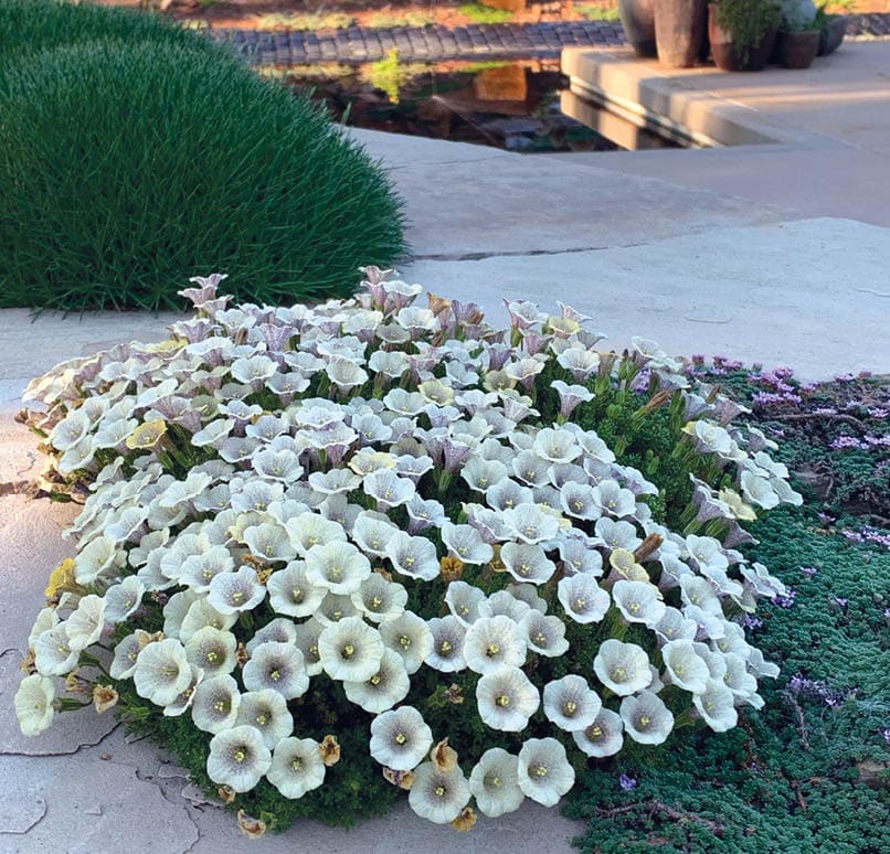 A white flowering plant with purple flowers is sitting on a stone path. AI generated content