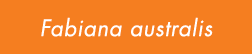 Fabiana australis
