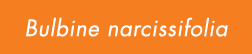 Bulbine narcissifolia 